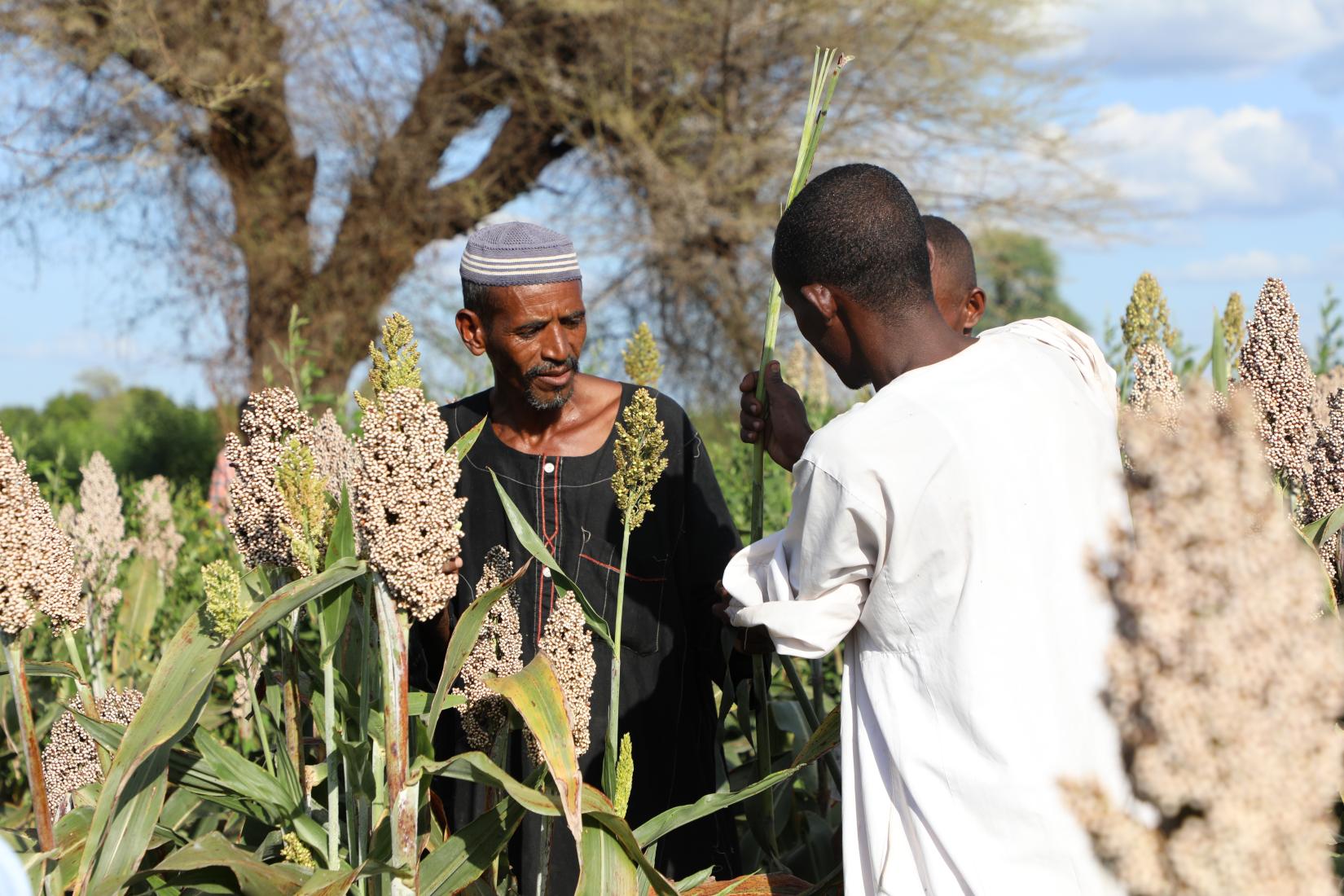 Escalating Conflict And Persistent Economic Decline Deepen Food   7N0A9955 2 0 